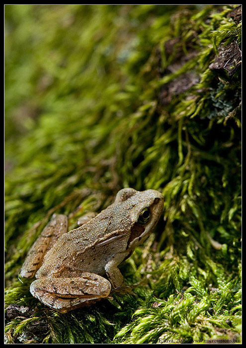 Rana dalmatina? - Rana temporaria