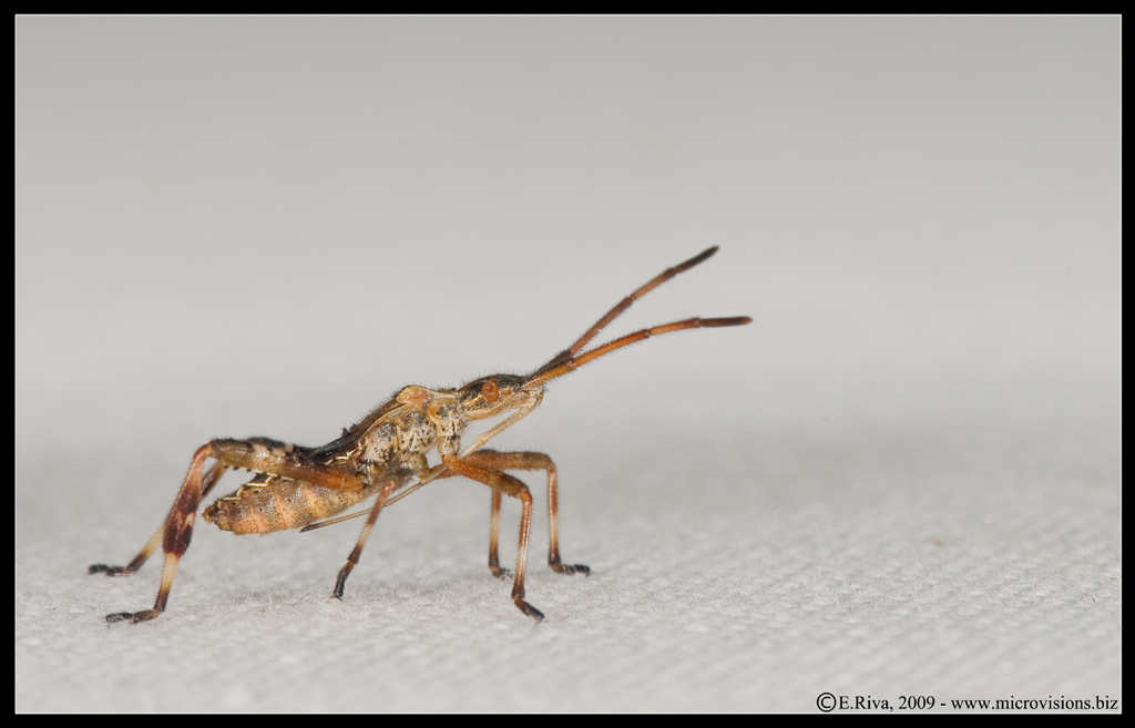 Coreidae: Leptoglossus occidentalis del Piemonte (CN)