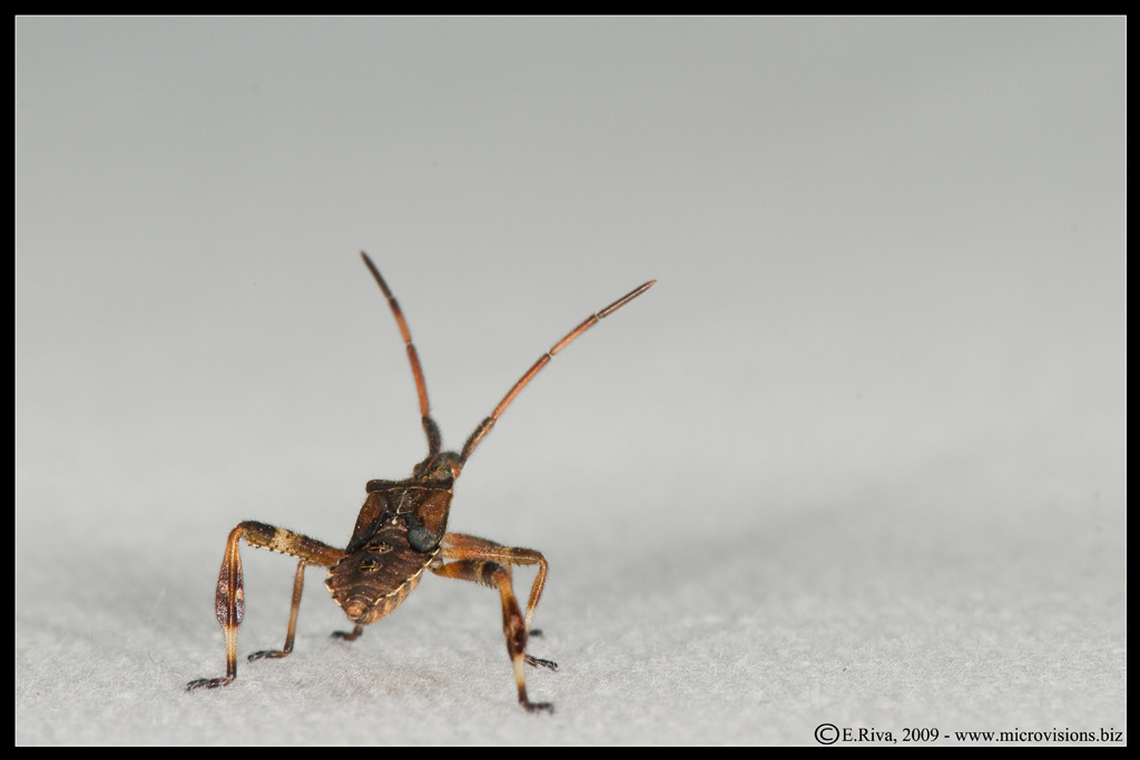 Coreidae: Leptoglossus occidentalis del Piemonte (CN)