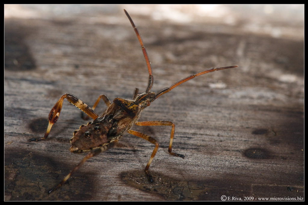 Coreidae: Leptoglossus occidentalis del Piemonte (CN)