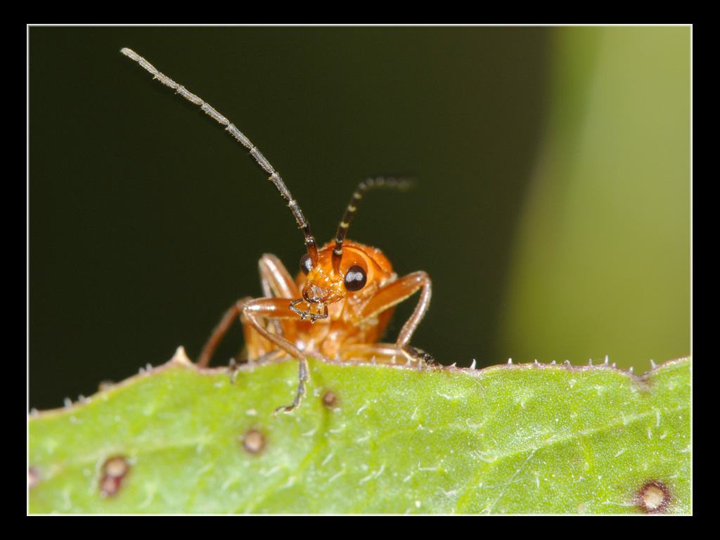 Rhagonycha fulva