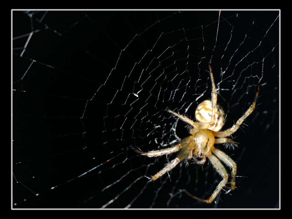 Mangora acalypha