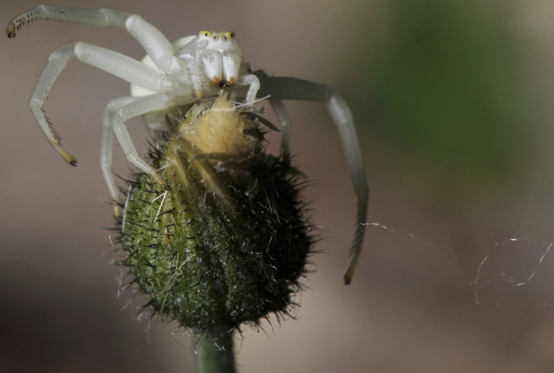Misumena vatia