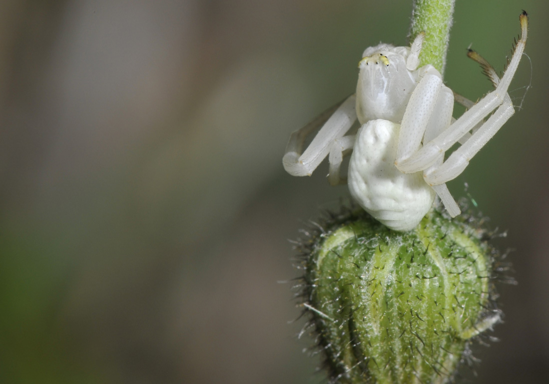 Misumena vatia