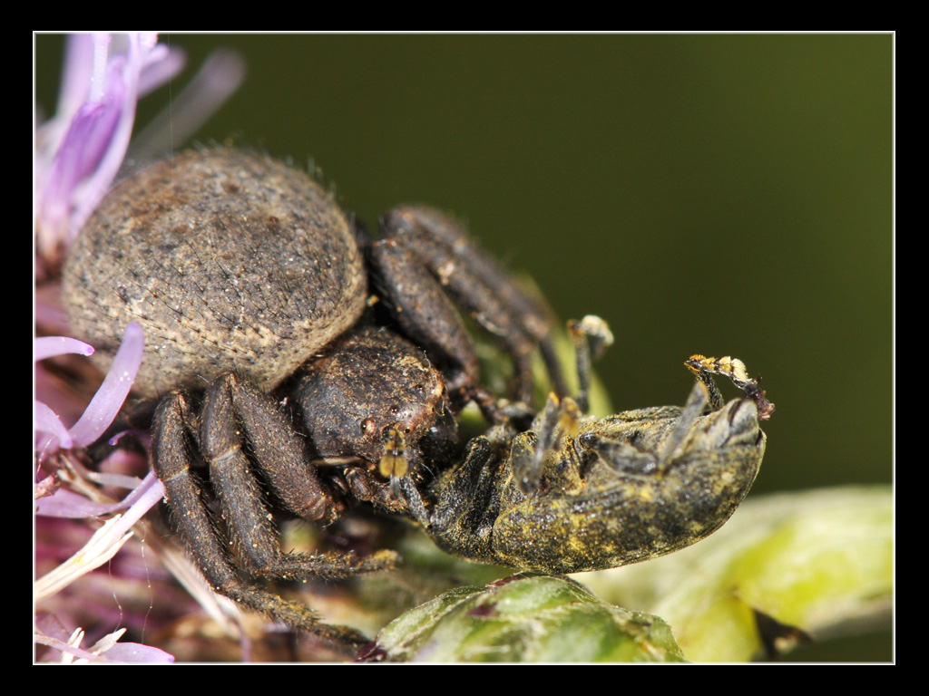 Xysticus sp.