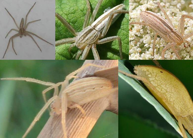 Tibellus sp.