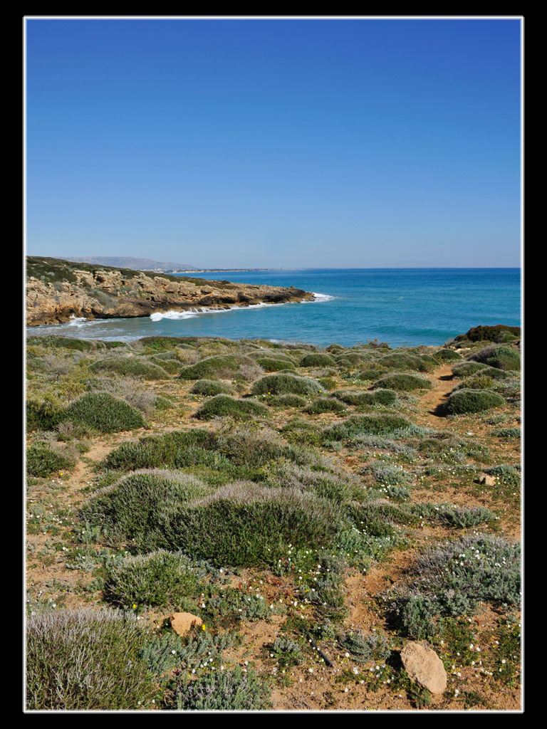 Timarcha pimelioides