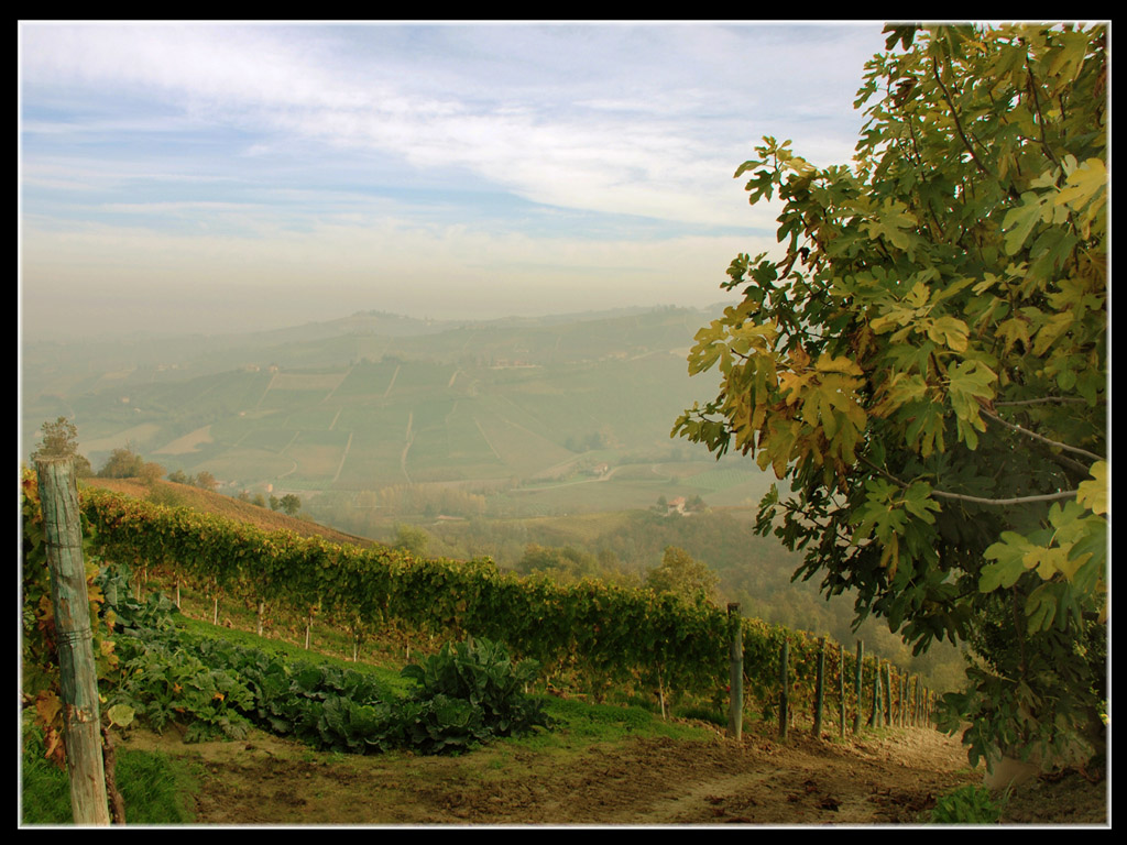 Colline nella nebbia