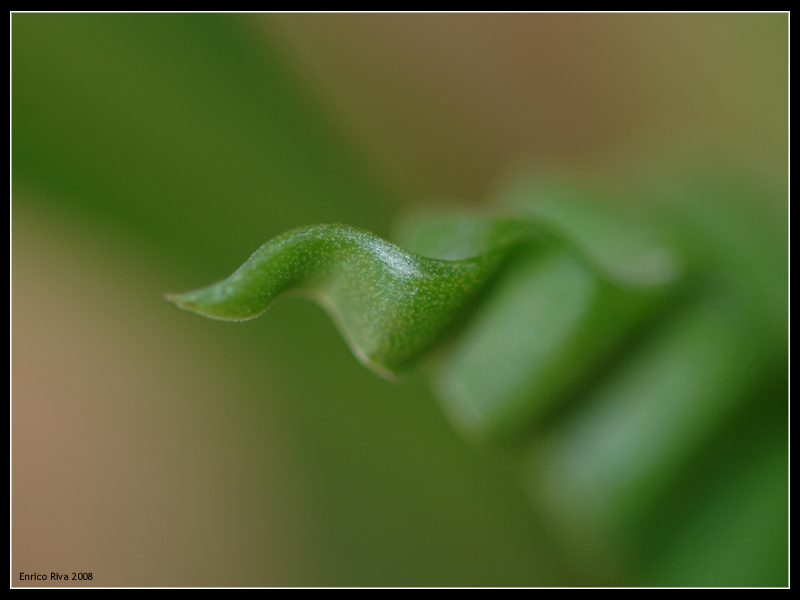 Geometrie vegetali