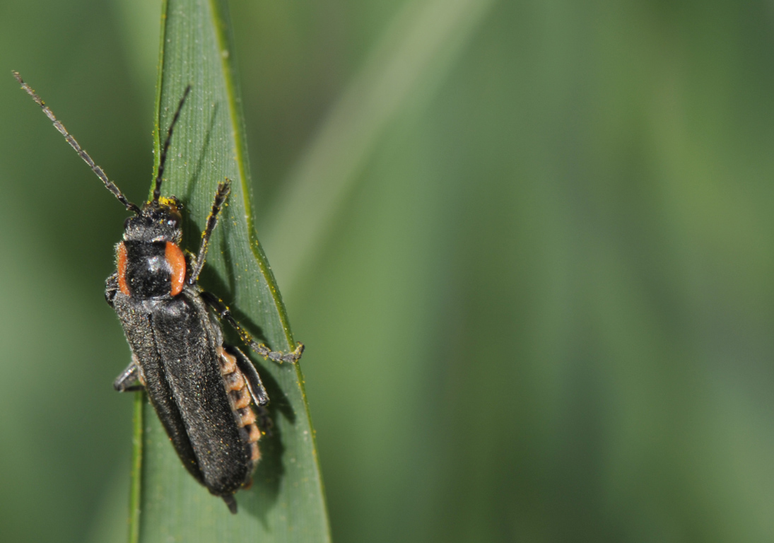 Cantahris obscura