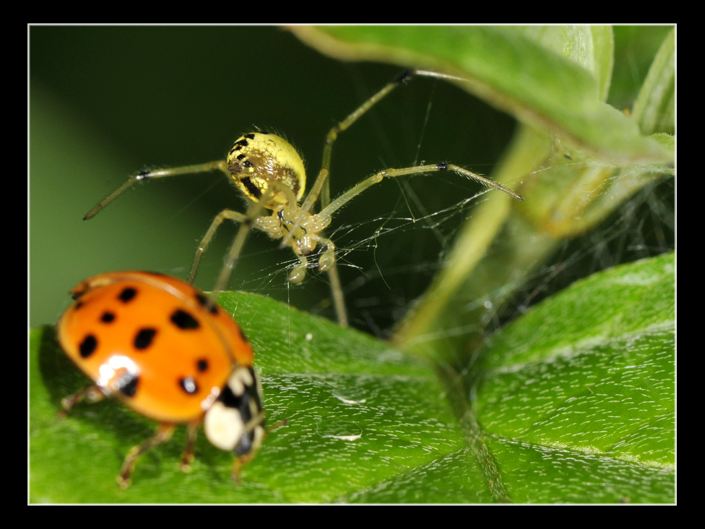 Enoplognatha sp.
