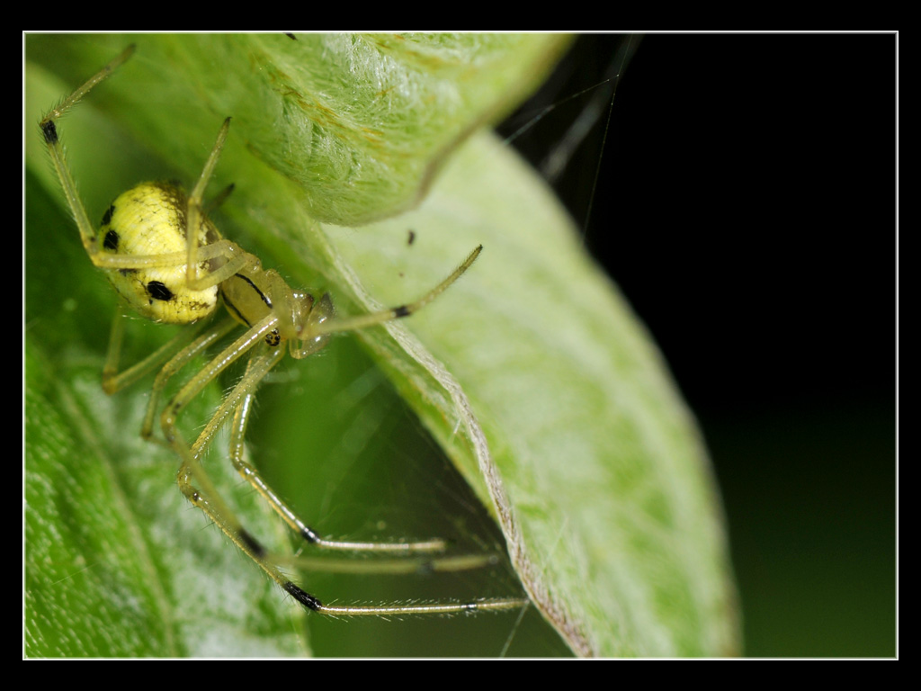 Enoplognatha sp.