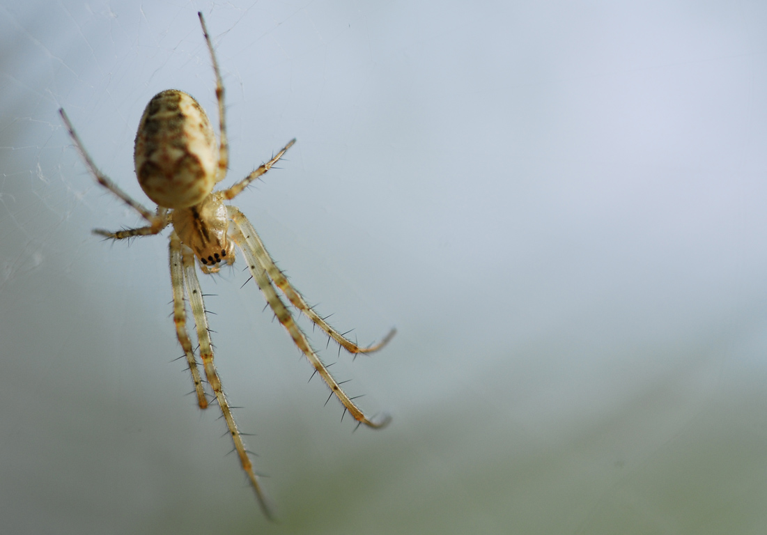 Metellina sp. e Zilla diodia