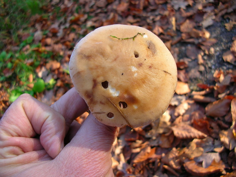 ..hebeloma sinapizans?