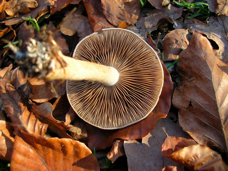 ..hebeloma sinapizans?