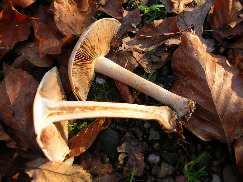 ..hebeloma sinapizans?