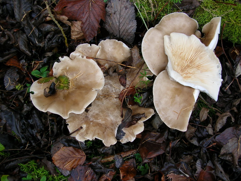 ..Clytocibe costata ?