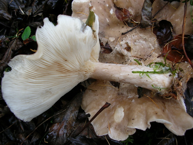 ..Clytocibe costata ?