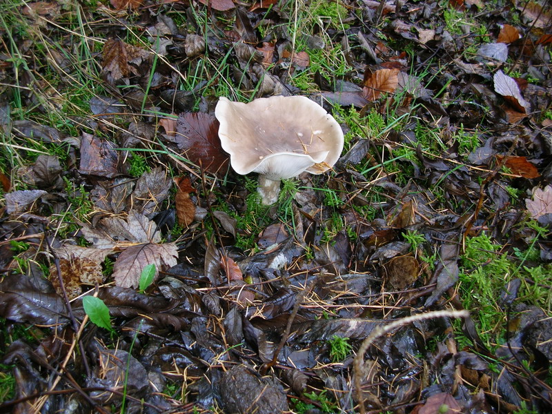 ..Clytocibe costata ?