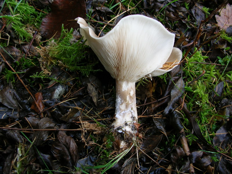 ..Clytocibe costata ?