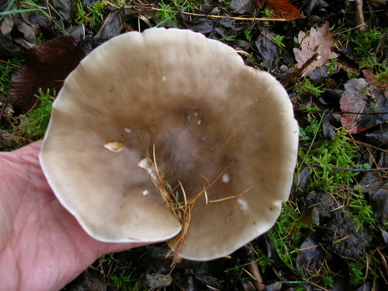 ..Clytocibe costata ?