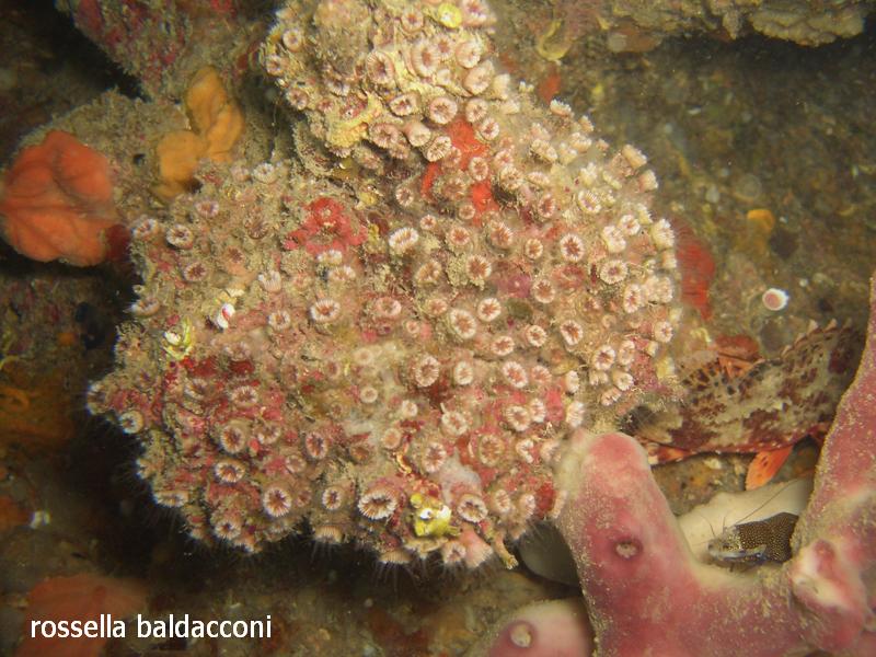 Madreporari di grotta Polycyathus muellerae