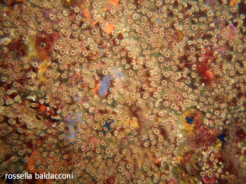 Madreporari di grotta Polycyathus muellerae