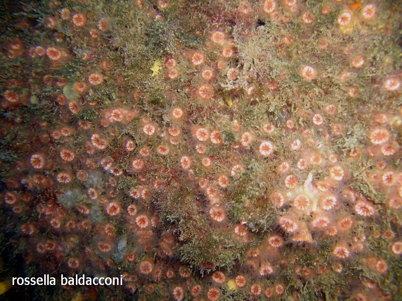 Madreporari di grotta Polycyathus muellerae