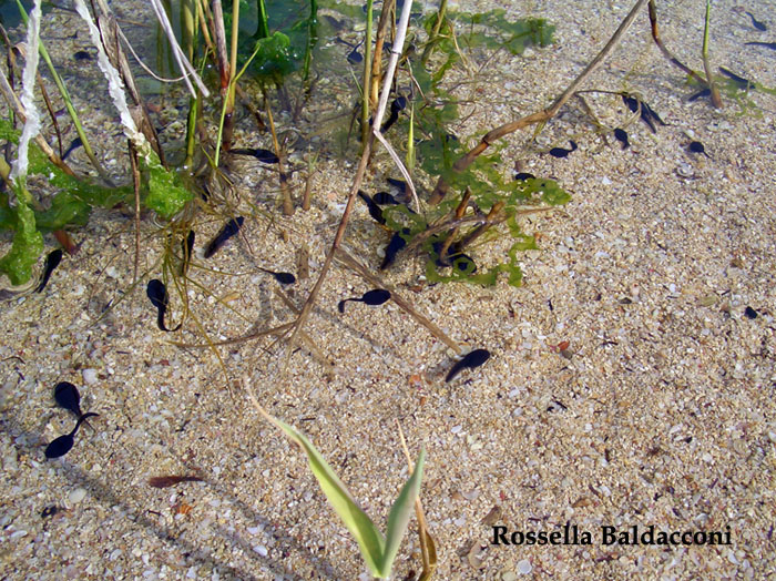 Piccoli rospi - Bufo bufo