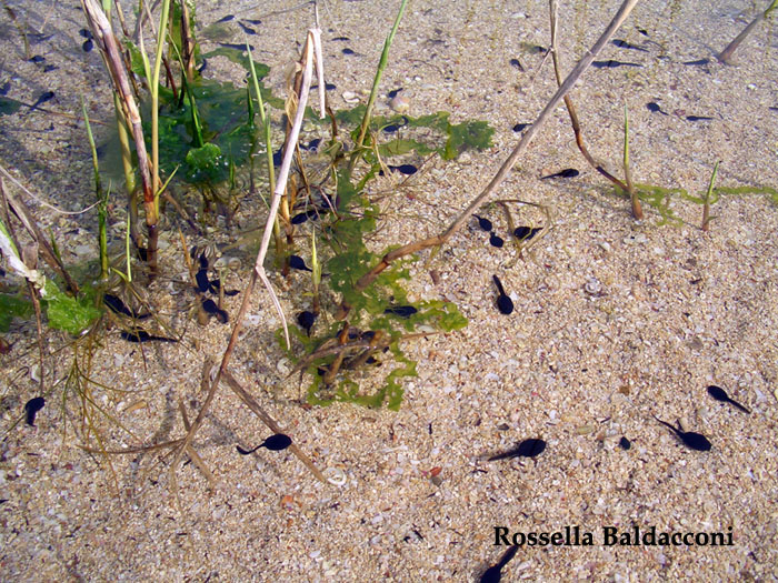 Piccoli rospi - Bufo bufo