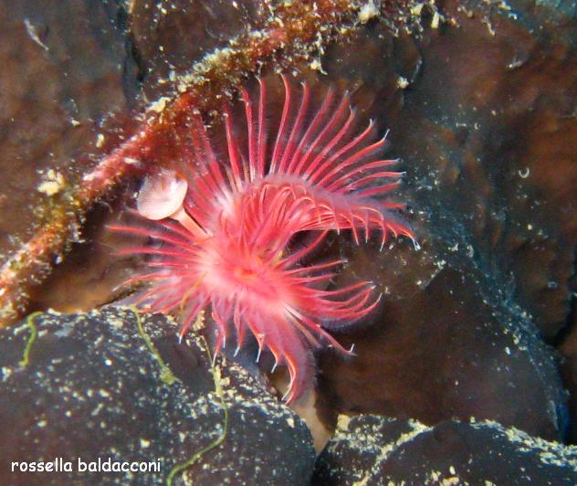 Serpula vermicularis