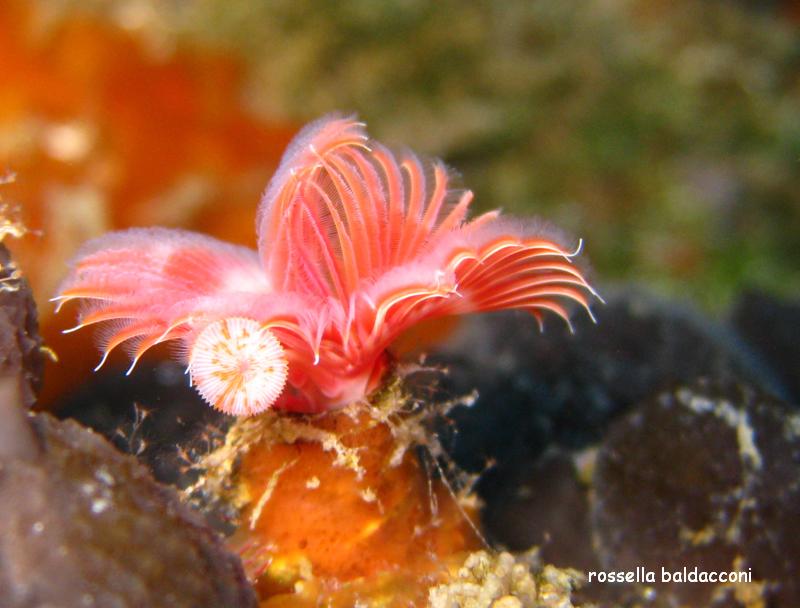 Serpula vermicularis