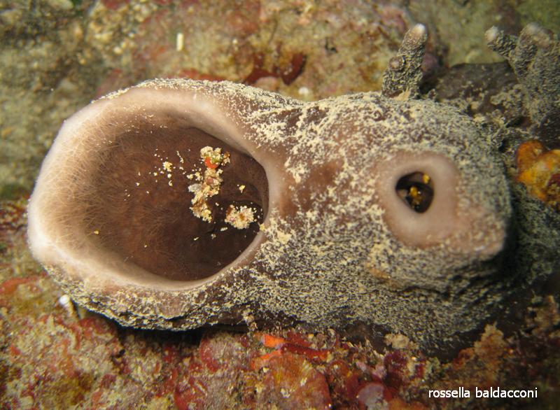 Calyx nicaeensis spugna quasi estinta