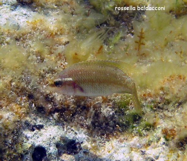 Symphodus tinca
