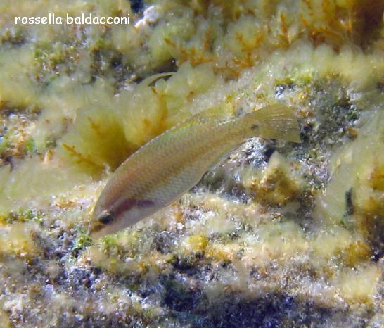 Symphodus tinca