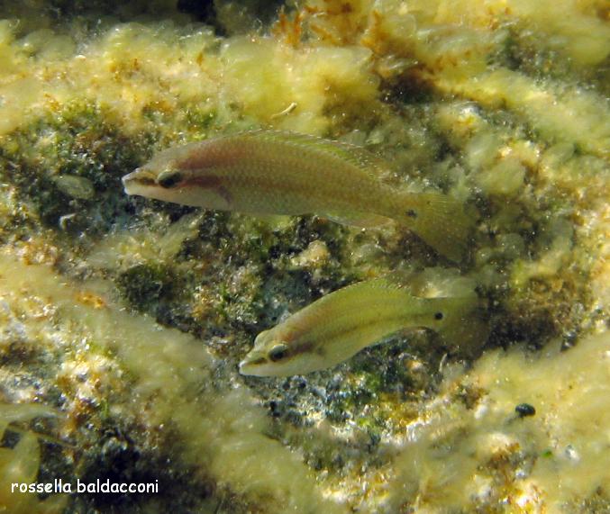 Symphodus tinca