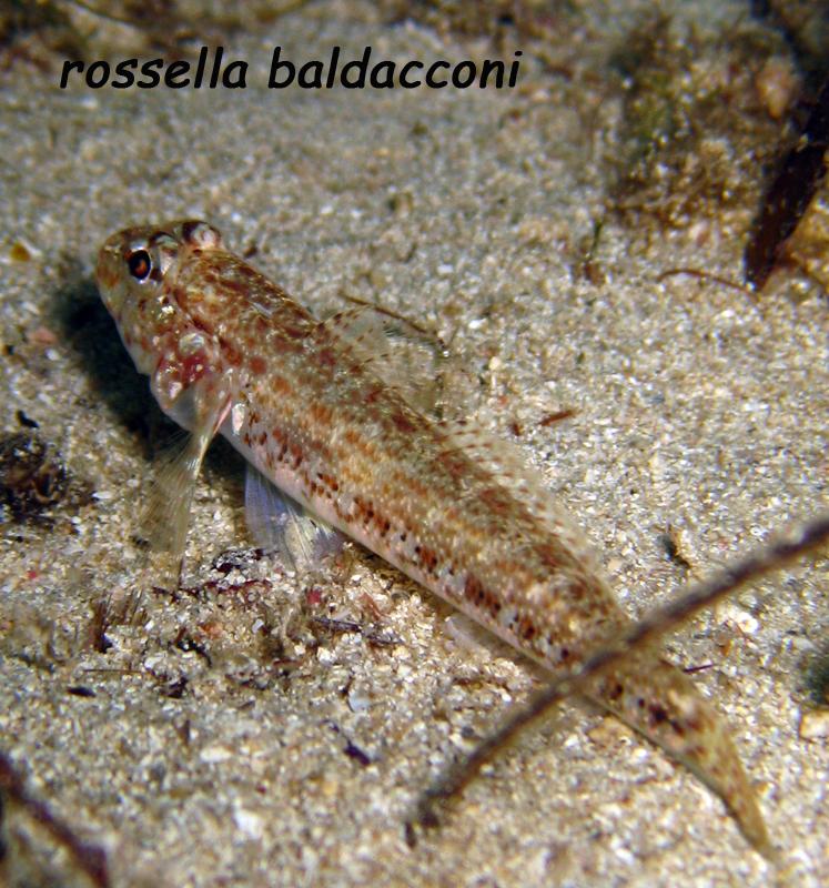 Gobius???