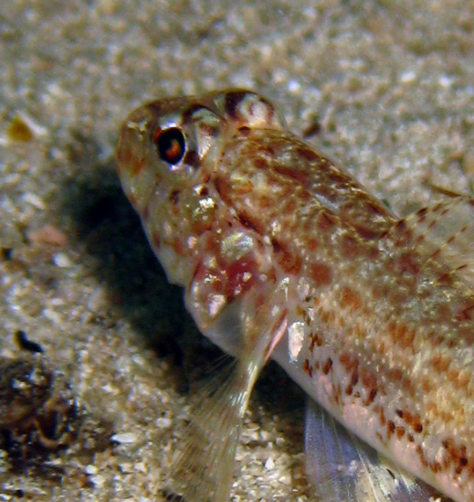 Gobius???