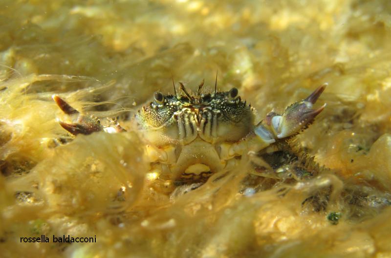 Eriphia verrucosa (Forsskl,1775)