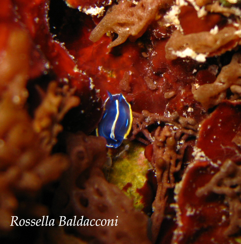 Hypselodoris sp.