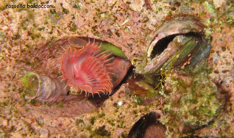 Serpula vermicularis