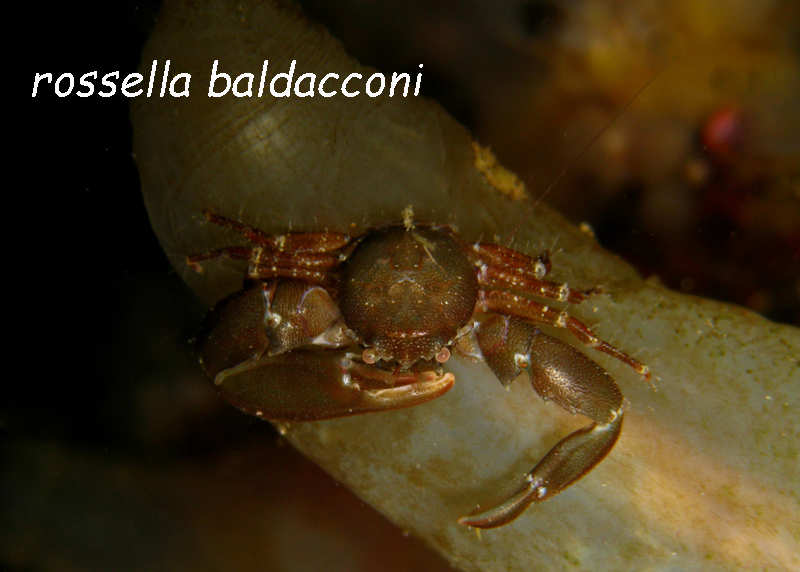 Pisidia longimana