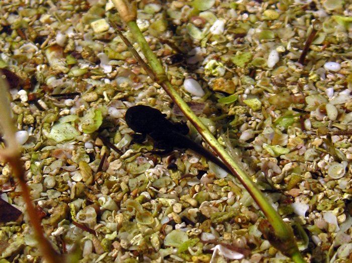 Piccoli rospi - Bufo bufo