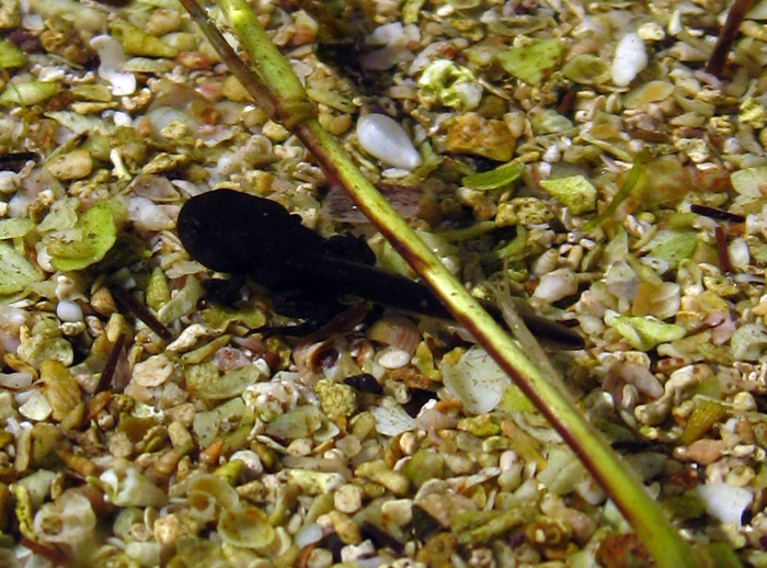 Piccoli rospi - Bufo bufo