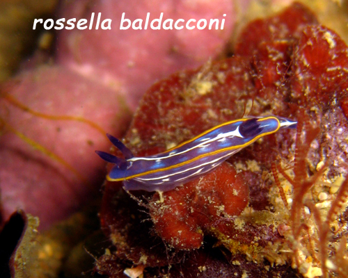 Hypselodoris messinensis