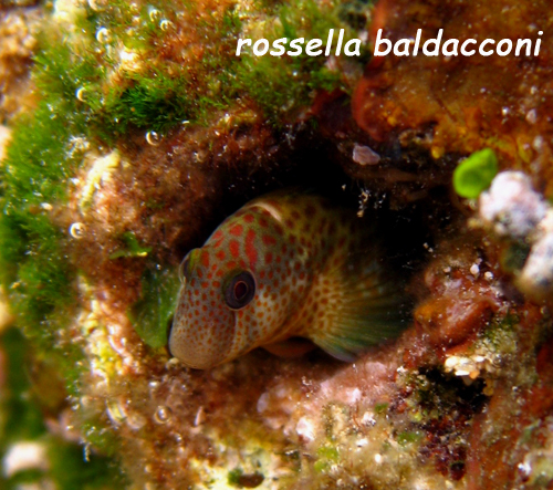 Lipophrys canevae