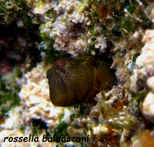 Lipophrys canevae