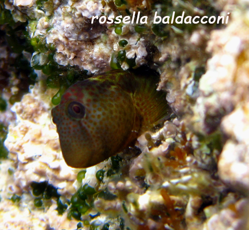 Lipophrys canevae