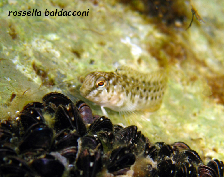 Parablennius sanguinolentus? (esemplare giovane)