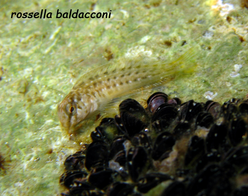 Parablennius sanguinolentus? (esemplare giovane)